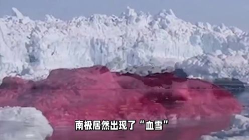南极居然出现了“血雪”科研人员担心的事发生，地球将有危险？