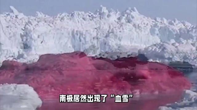 南极居然出现了“血雪”科研人员担心的事发生,地球将有危险?