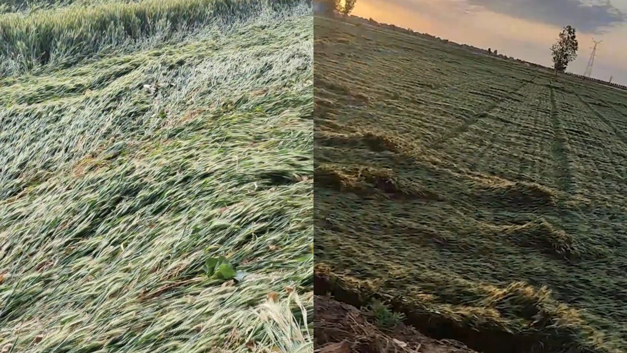 一夜“妖”风,致河南多地小麦倒伏,农民陷入绝望!技术员给出建议_腾讯视频