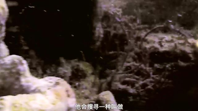 揭秘天然海绵加工厂,现实中的海绵宝宝,原来是这样采收加工的