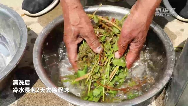 河北易县:深山木兰芽 采摘正当时