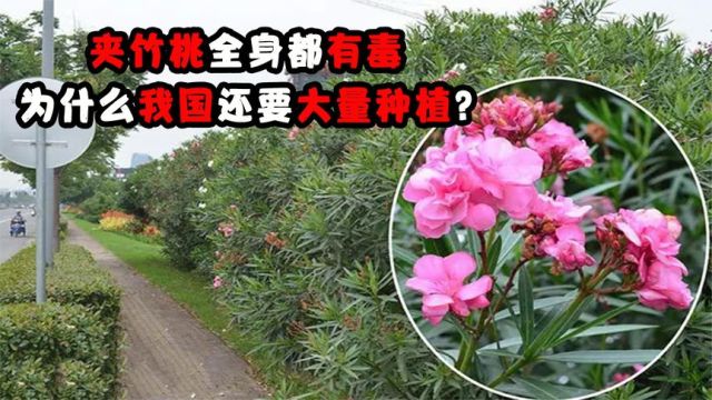 夹竹桃全身都有毒,10片叶子就能致命,为何我国还要大量种植?