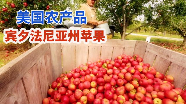 美国宾州农民科学种植苹果,果实无催熟甜香爽脆