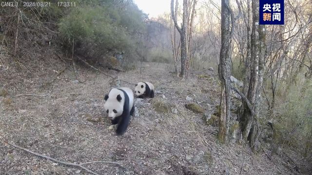 可可爱爱 野生大熊猫“母子”又同框