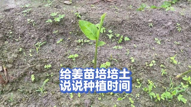 给姜苗培培土,说说种植时间#三农