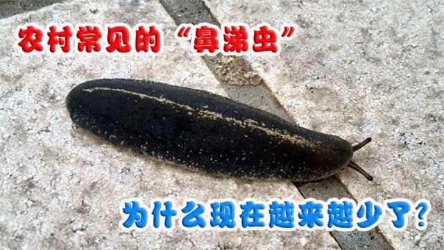 以前农村常见的蛞蝓,人称“鼻涕虫”,为什么现在越来越少了?