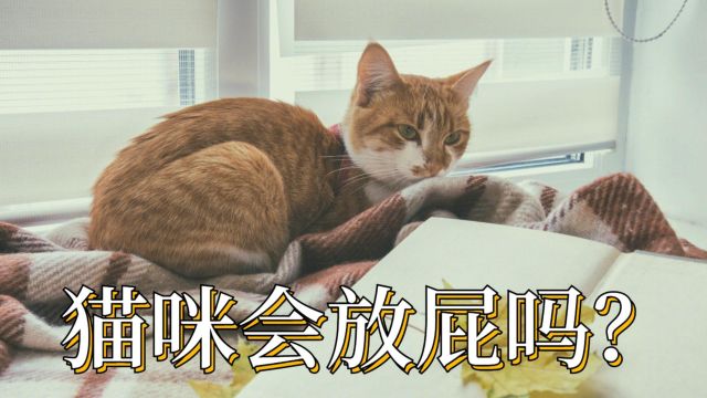 猫咪为什么会放屁?它放屁臭吗?