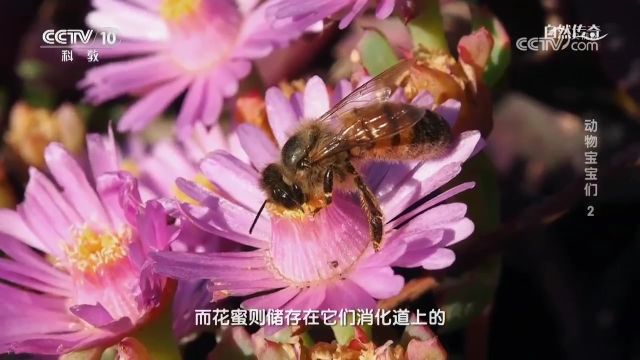 我们在户外能见到的蜜蜂是工蜂,全部都是雌性,采集花蜜花粉构筑蜂巢