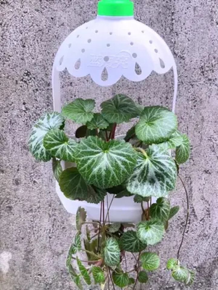 洗衣液瓶做简易吊蓝花盆#变废为宝 #手工 #自制花盆 #洗衣液瓶子改造