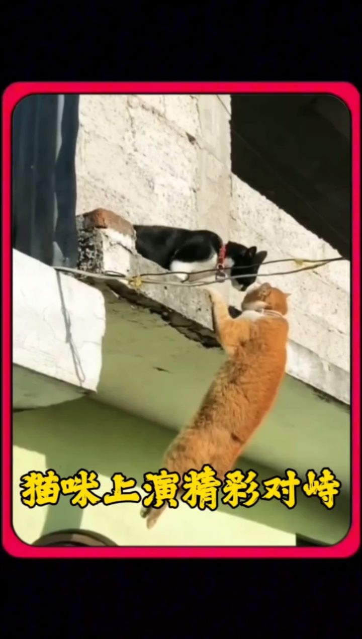 两只猫咪上演精彩对峙