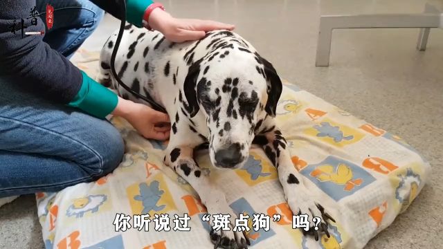 曾备受追捧的“斑点狗”,为何会成为禁养犬?看完你还敢养吗?#斑点狗#大麦町斑点狗 1