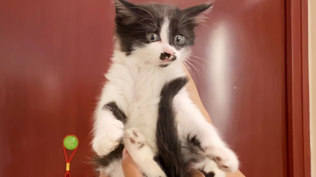 小奶猫这种生物,随便抓五只不难吧?