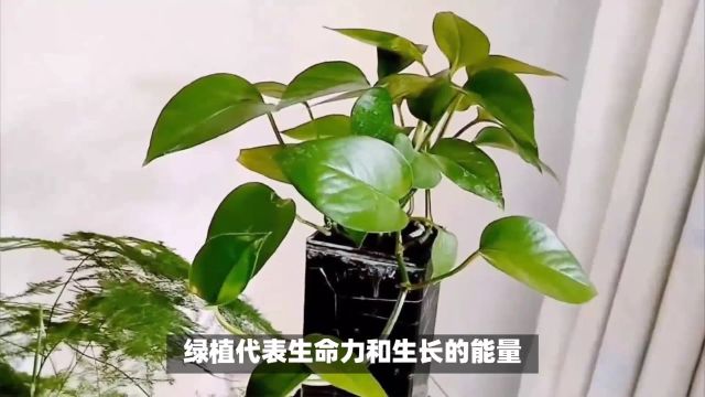 玄关放什么绿植最好