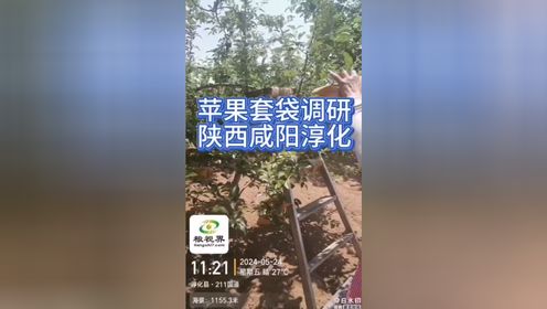 粮视界陕甘晋产区苹果套袋调研——陕西咸阳淳化