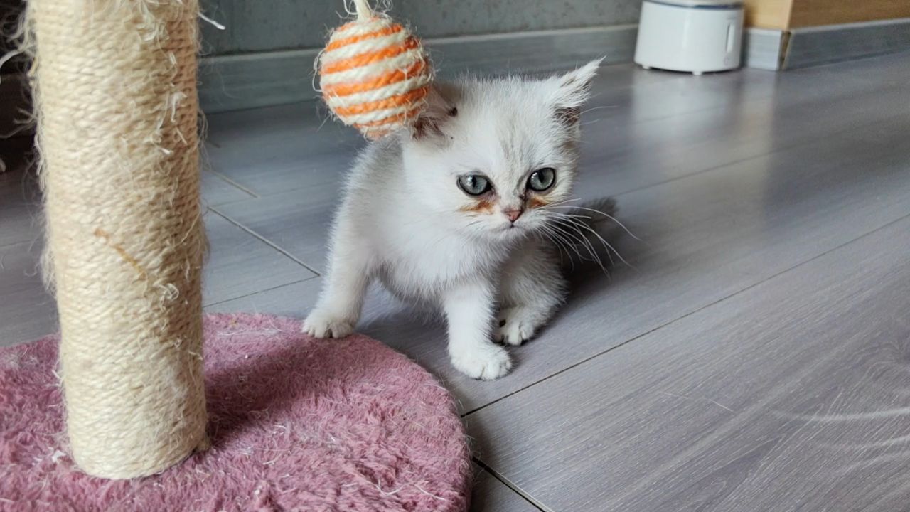 小猫第一次出笼萌萌的非常可爱
