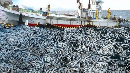 国外深海捕鱼,用拖网捕捞鱼群上百万条,带大家见识一下_高清1080P在线观看平台_腾讯视频