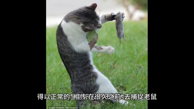 猫为何要抓老鼠,老鼠又是如何成为12生肖之首的?