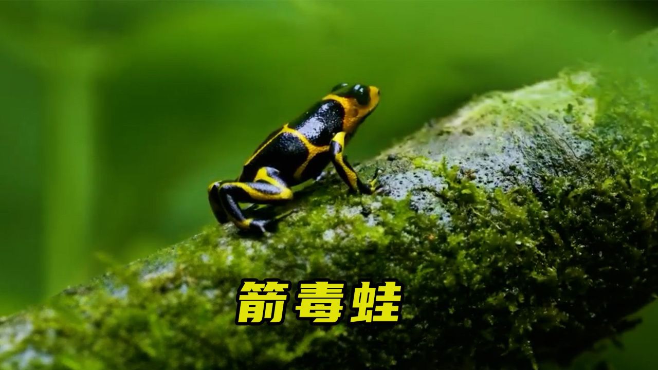 箭毒蛙是怎么养孩子的?