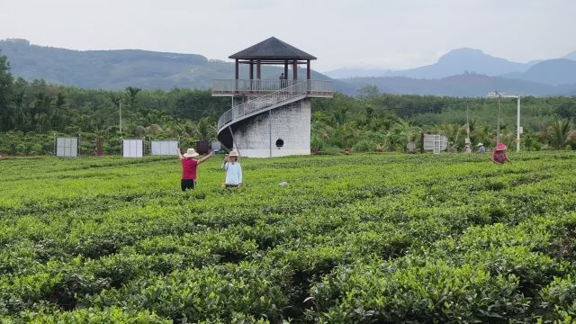 在海南感受生物多样性:海南大叶茶证实为山茶属新物种