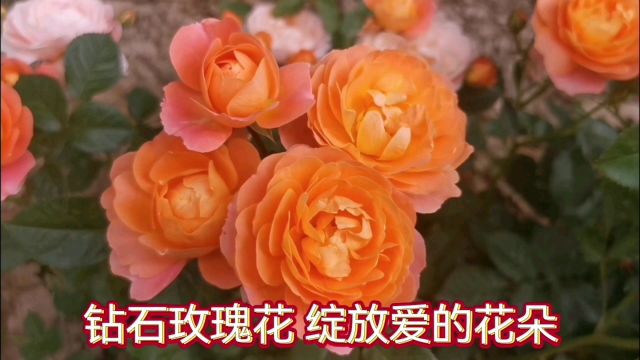 钻石玫瑰花——绽放着爱的花朵