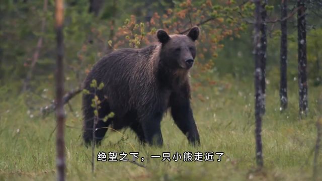 狼和熊纪录片 速度与敏捷对抗体型和力量,狼以己之长战胜棕熊,成为最后的赢家0001