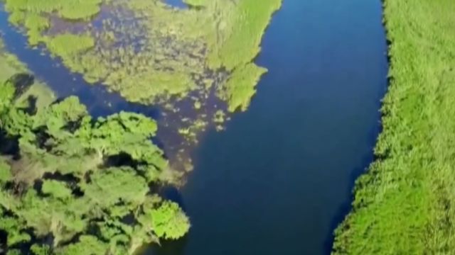 奥卡万戈河蜿蜓穿过大片芦苇,和纸莎草海洋,洪水为河流注入活力