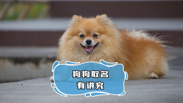 狗狗的取名禁忌,你知道吗?