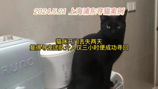 上海浦东寻黑猫