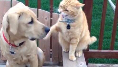 宠物解说:猫咪暴打狗狗,谁料狗狗的一个动作,让主人差点笑岔气