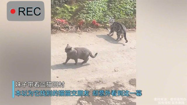 蓝猫回村后“另类方式”交朋友,妹子笑崩:终于知道它为啥总挨打