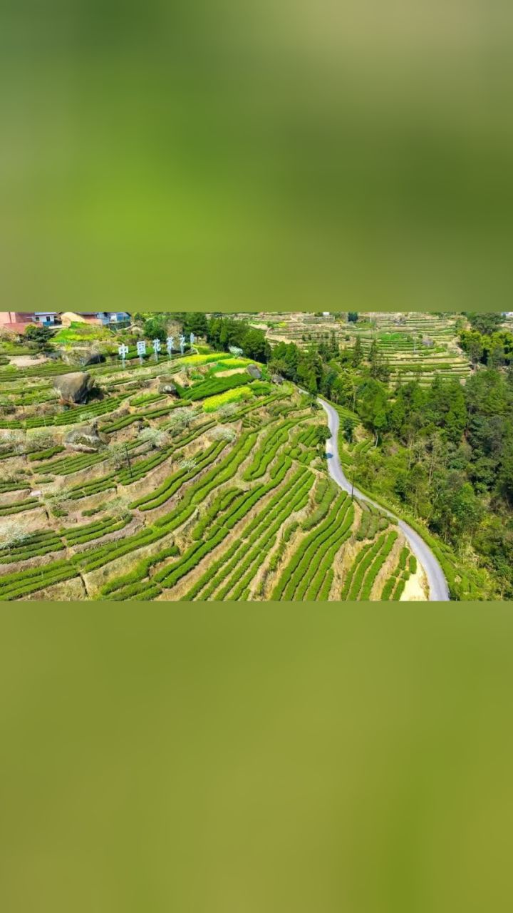 产区 四川,广东,云南产区资讯速递! #亚太茶业全媒体 #亚太茶友