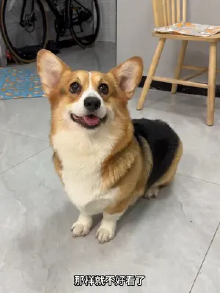 狗狗眼角容易有泪痕的,一定要经常清洁 才能拥有卡姿兰大眼睛#柯基