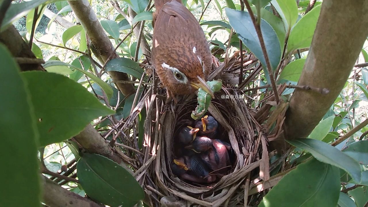 周边食物充足,画眉鸟养四只雏鸟不怕