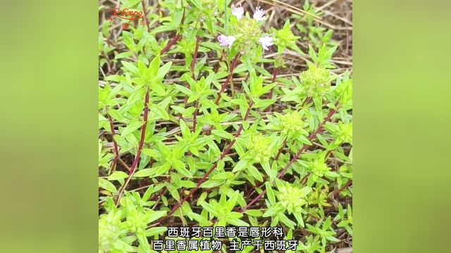 西班牙百里香精油 | 清新凉爽草本香 激励身体机能