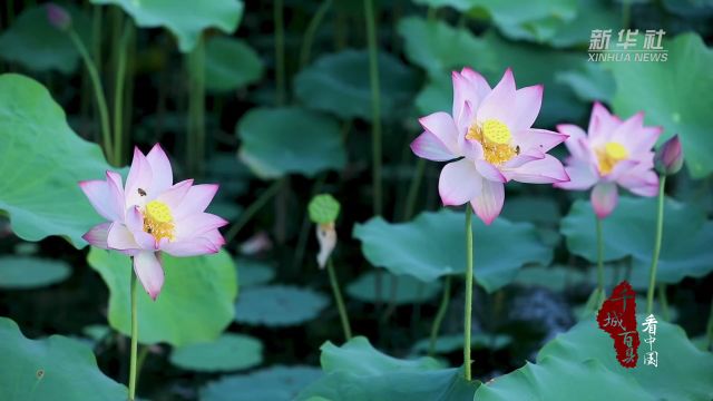 千城百县看中国|山东菏泽:荷花盛开 夏意满塘