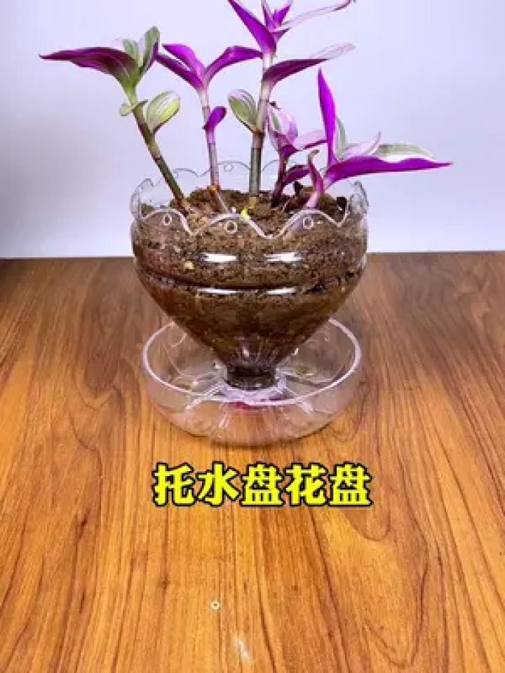 大号矿泉水瓶制作托水盘花盆,制作教程再下个视频 #空瓶子的妙用 #变