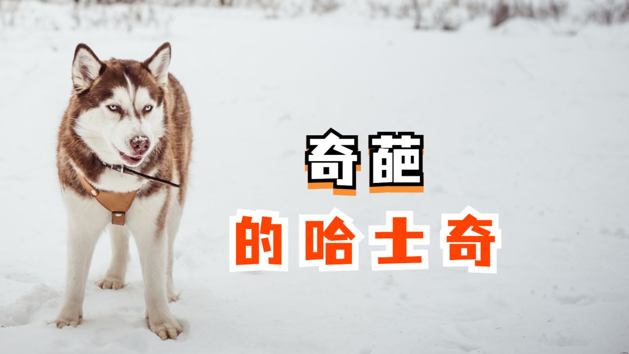 你家的哈士奇聪明吗?有哪些奇葩的行为?