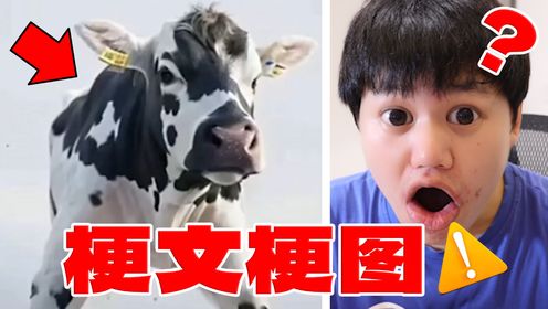 【梗文梗图】眯着眼看才知道是什么？太逆天了！_高清1080P在线观看平台_腾讯视频