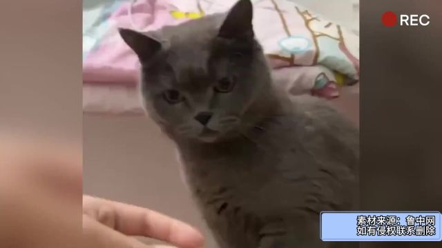 主人拿食物耍起了小把戏 让猫咪猜猜在左手还是右手