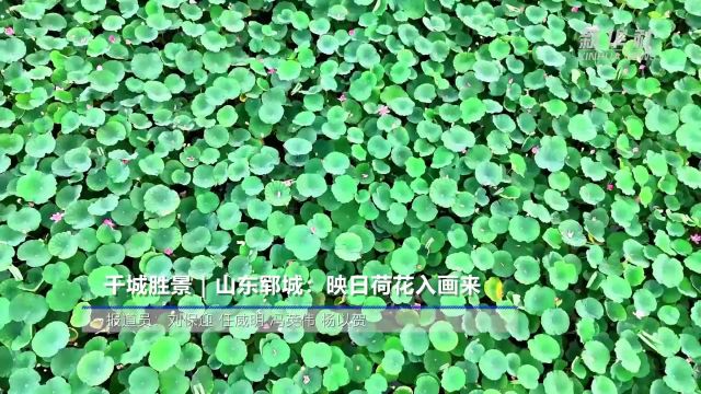 千城胜景|山东郓城:映日荷花入画来