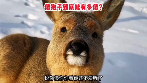 东北神兽“傻狍子”到底有多傻_高清1080P在线观看平台_腾讯视频