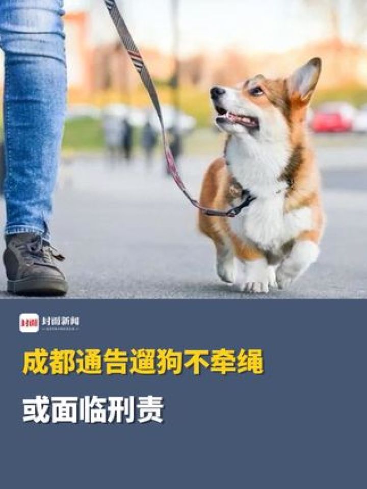 成都通告遛狗不牵绳或面临刑责_高清1080P在线观看平台_腾讯视频