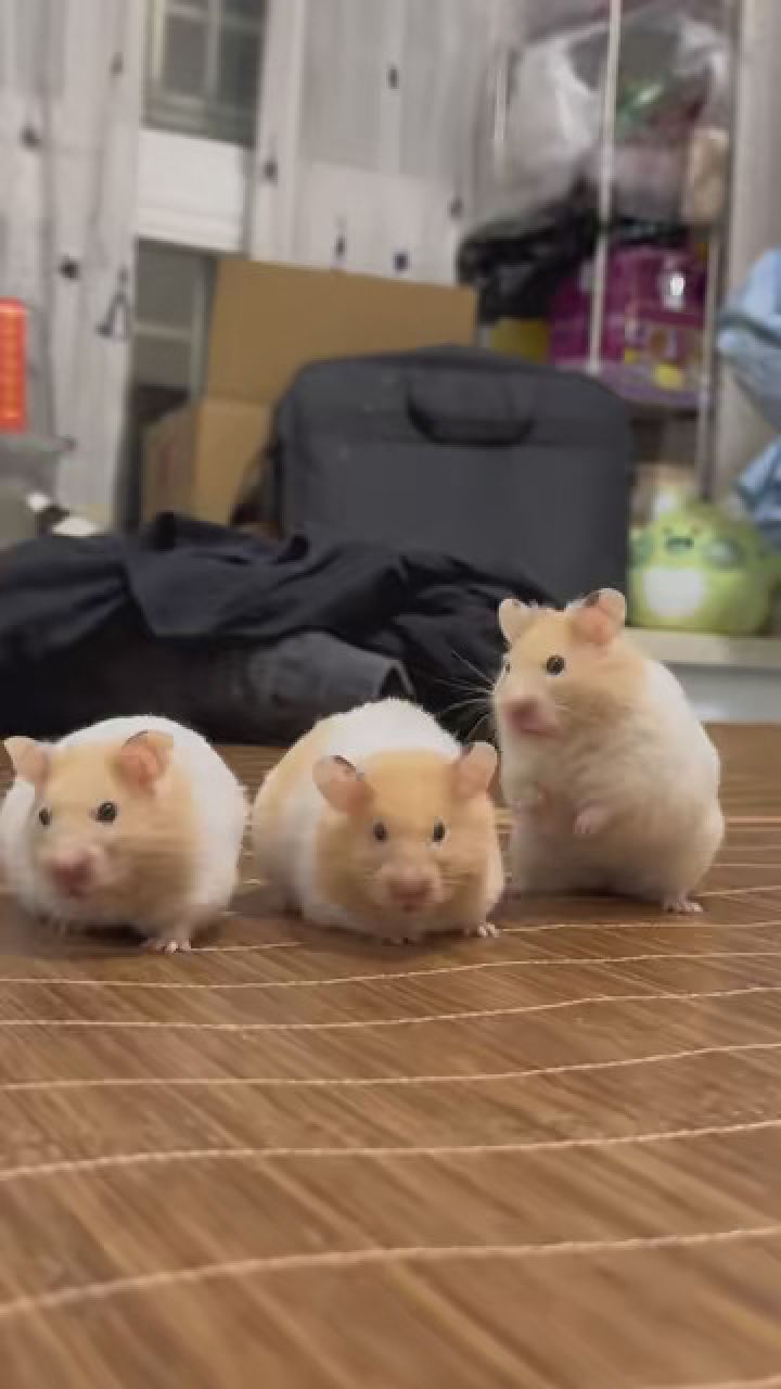 三个大胖丫头 #金丝熊仓鼠 #养鼠日常分享 #艾特你想艾特的人