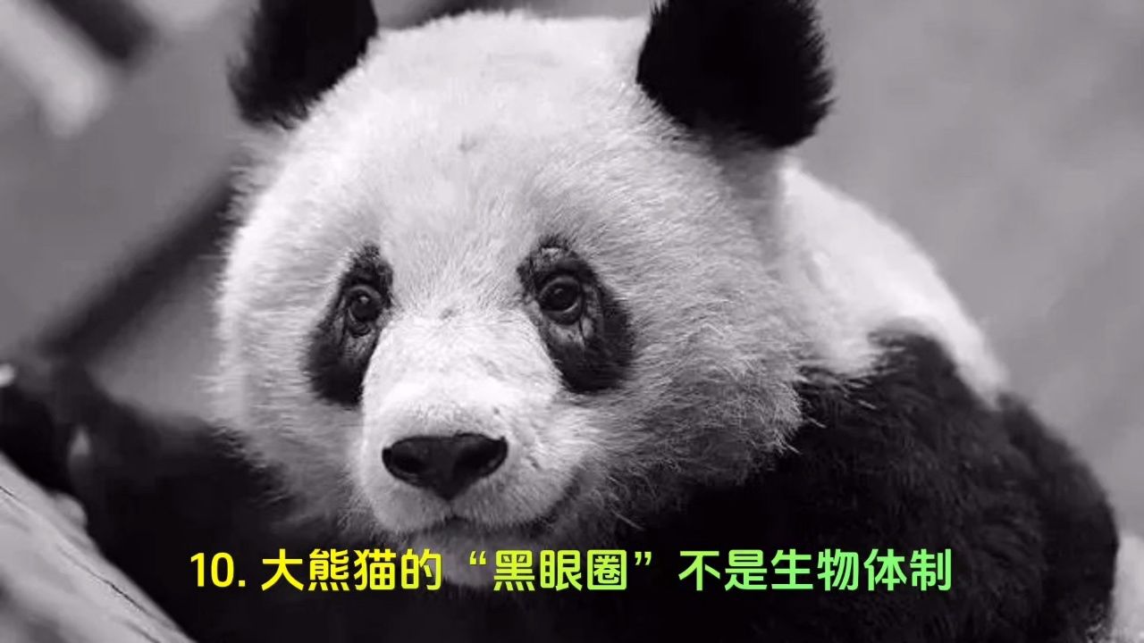 熊猫黑眼圈的作用!