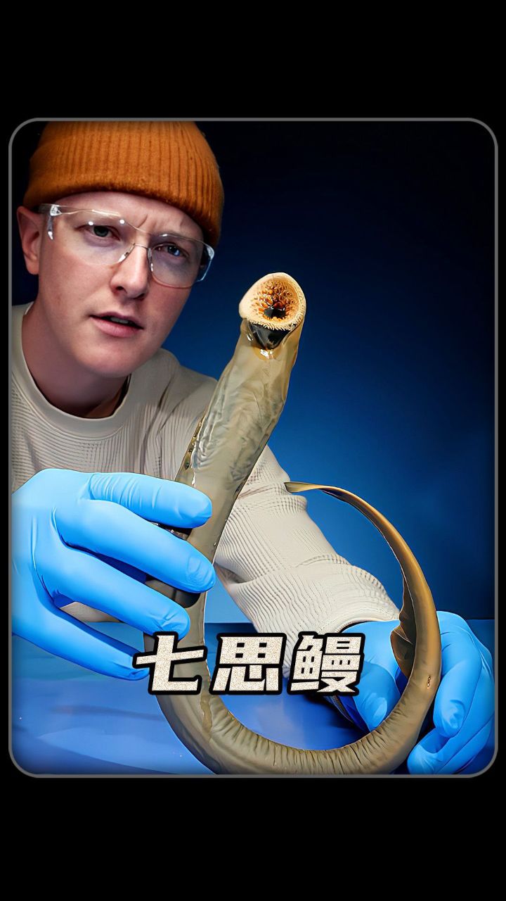 七思鳗一天能吸寄宿主多少血?