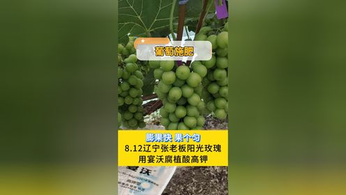 葡萄施肥—辽宁张老板阳光玫瑰，用里贝里宴沃配餐肥，膨果快，果个匀，挂串多！