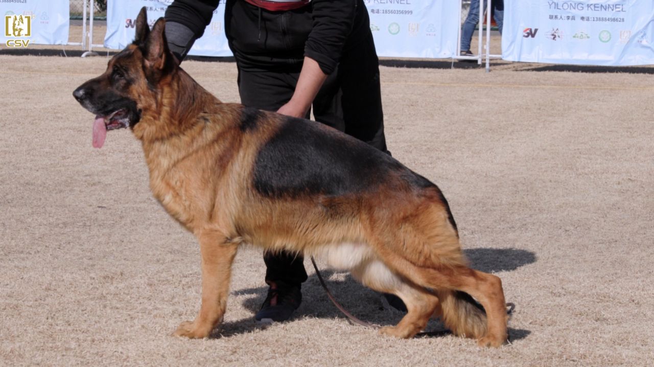 2023年csv德国牧羊犬江苏地方展成年公犬组v6犬只讲评