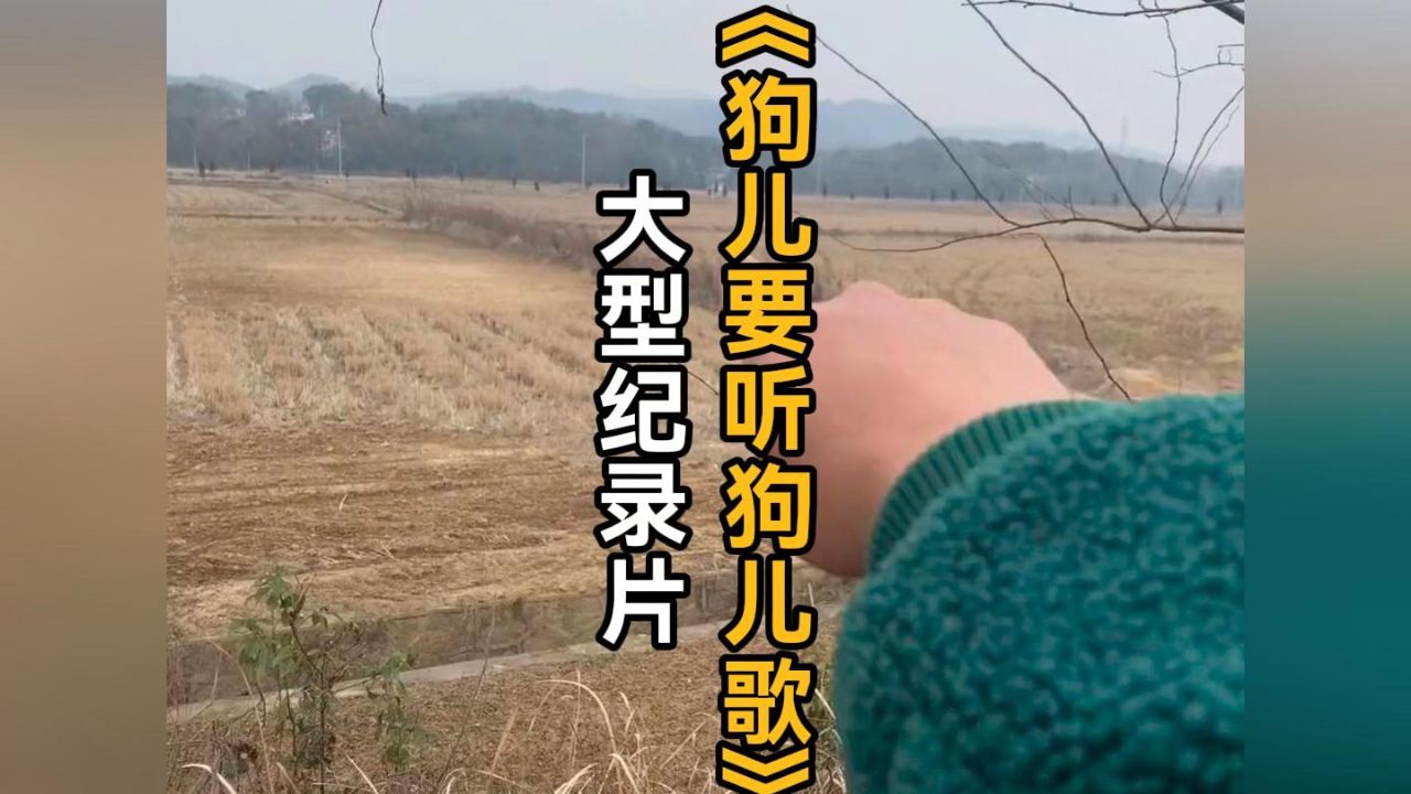 狗儿要听狗儿歌后来啊，那个矮矮的小土堆，长出了狗尾巴草，你一过去，它就轻轻的摇！狗儿要听狗儿歌中华田园犬大黄感人故事高清1080p 