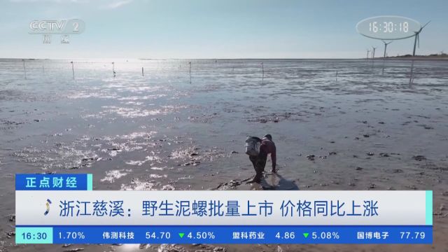 浙江慈溪:野生泥螺批量上市 价格同比上涨