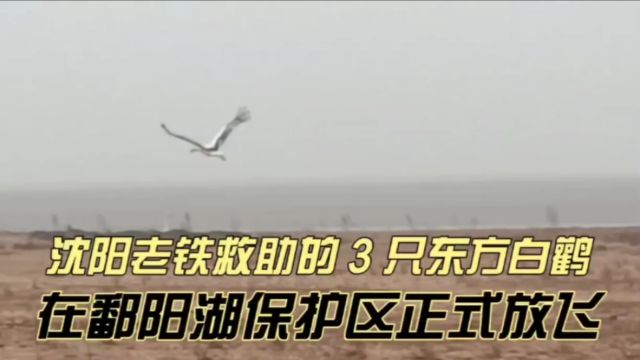 沈阳老铁救助的3只东方白鹳,在鄱阳湖保护区正式放飞